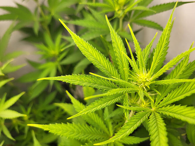 Growreport Bild 9