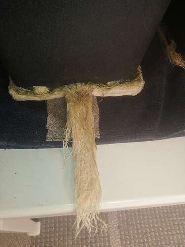 IMG-20240218-WA0006