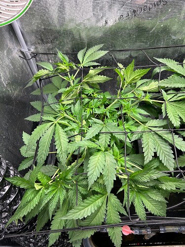 Growreport Bild 44