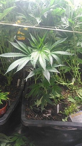 IMG-20240319-WA0012