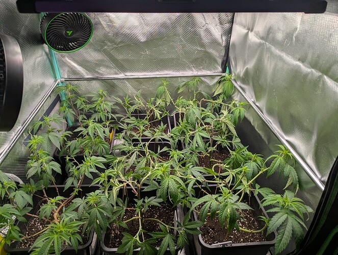 Growreport Bild 1