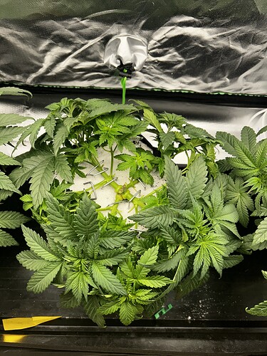 Growreport Bild 6
