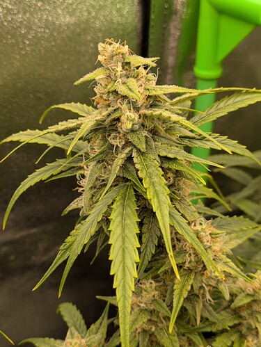 Growreport Bild 3