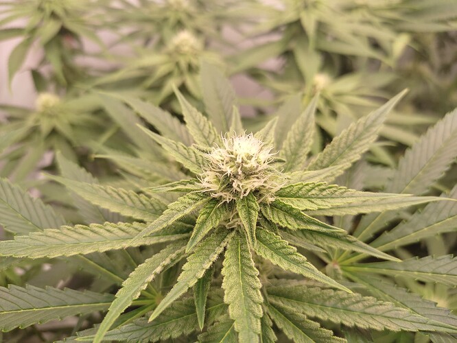 Growreport Bild 7