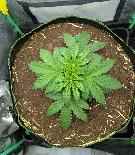 Growreport Bild 1