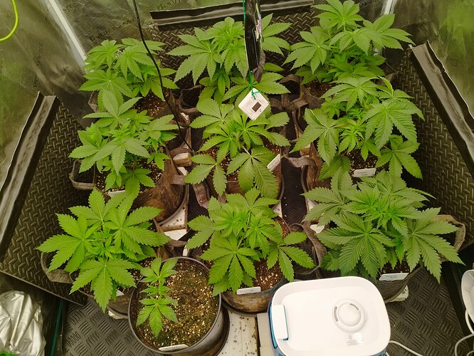 Growreport Bild 7