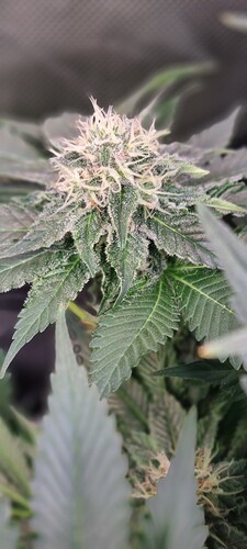 Growreport Bild 38