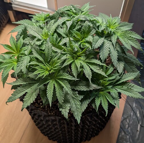 PXL_20250413_060751047.MP~2