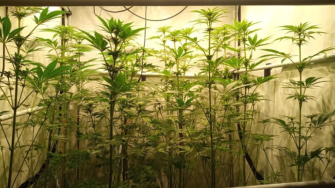 Growreport Bild 45