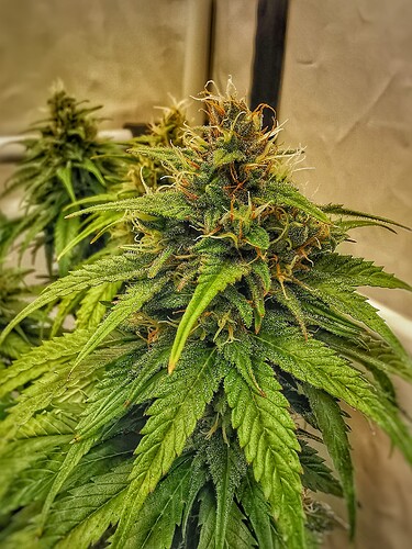 Growreport Bild 4