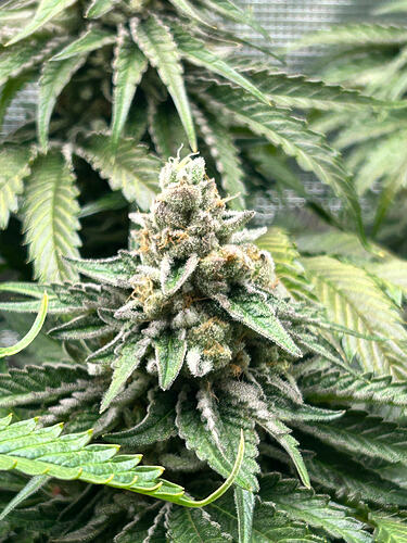 Growreport Bild 10
