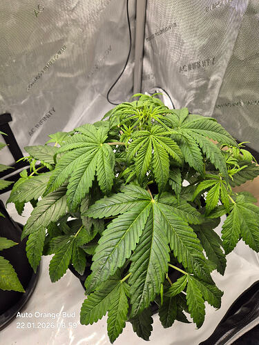 Eine junge Cannabispflanze in einem Growzelt, von oben fotografiert.