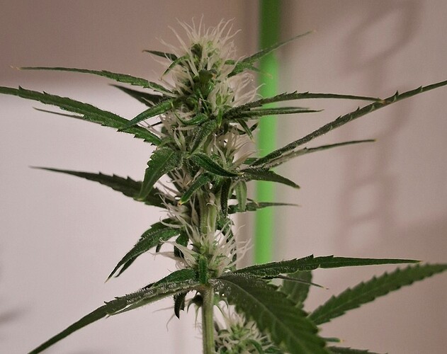 Growreport Bild 191
