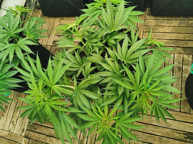 Growreport Bild 2