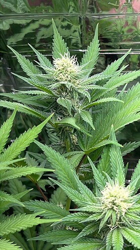 Growreport Bild 5