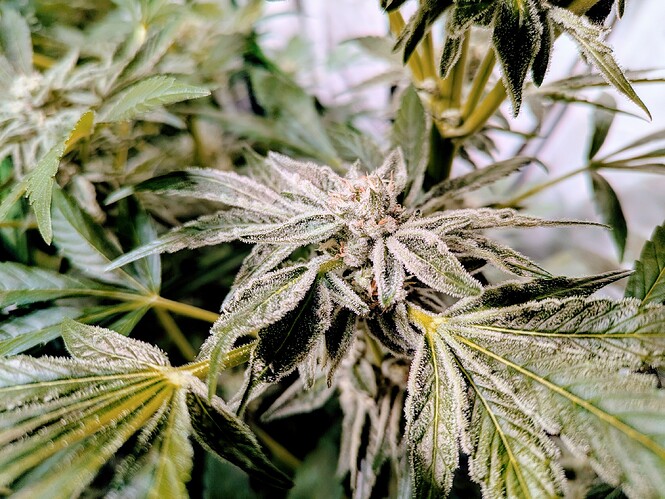 Growreport Bild 7