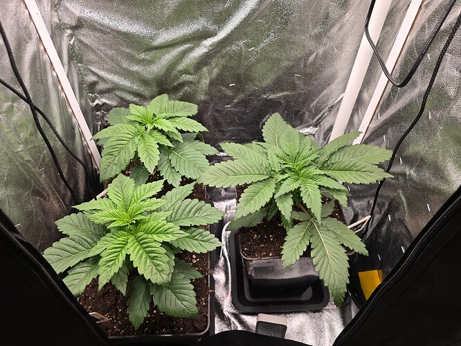 Growreport Bild 1