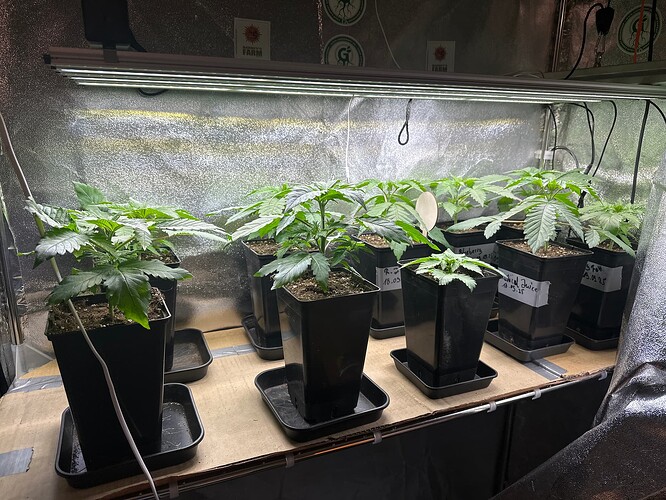 Growreport Bild 1