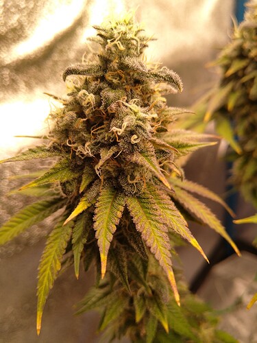Growreport Bild 2