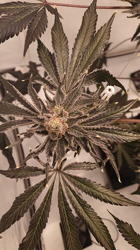 Growreport Bild 3