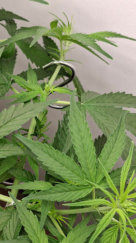 Growreport Bild 210