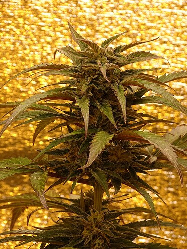 Growreport Bild 9