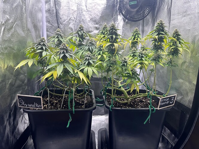 Growreport Bild 2