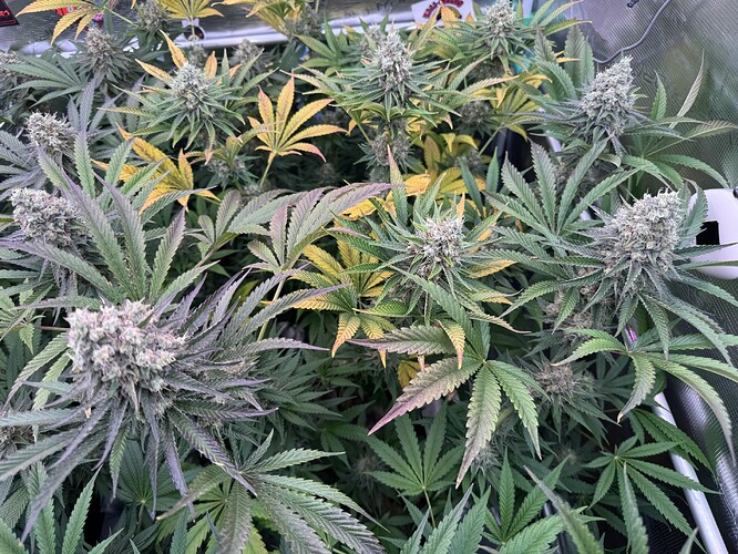 Growreport Bild 15