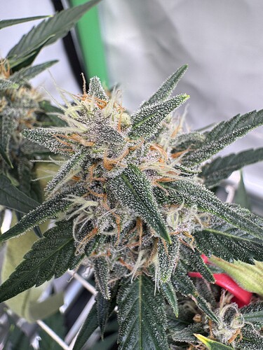 Growreport Bild 46