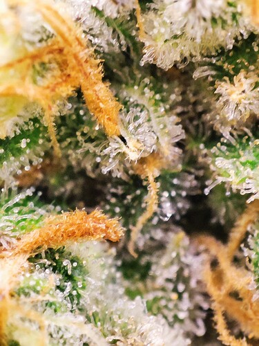 Growreport Bild 70