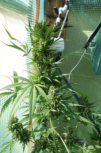 Growreport Bild 6