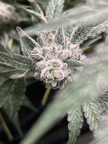 Growreport Bild 10