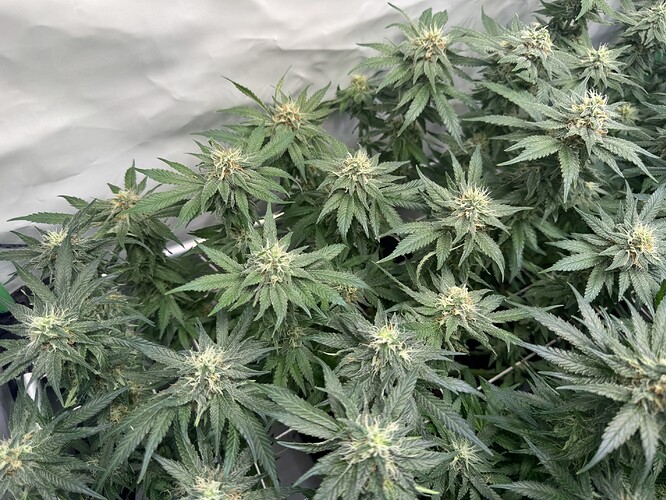 Growreport Bild 6