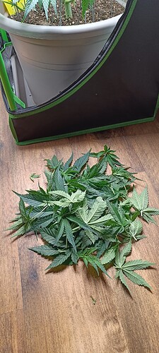 Growreport Bild 2