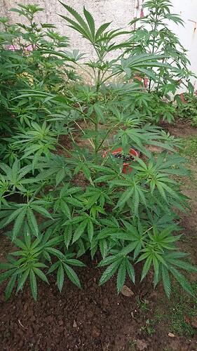 Growreport Bild 17