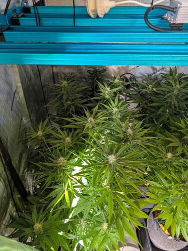 Growreport Bild 2