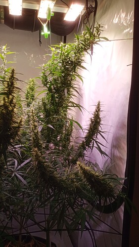 Growreport Bild 3