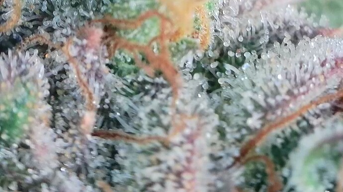 Growreport Bild 3