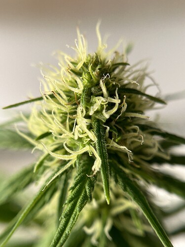Growreport Bild 8