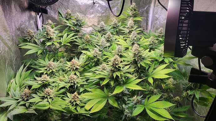 Mehrere blühende Cannabispflanzen in einem Growzelt mit Ventilatoren.