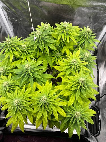 Growreport Bild 15