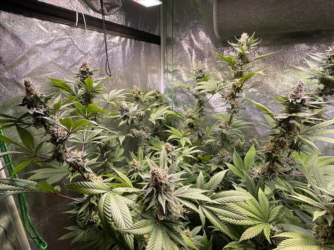 Growreport Bild 8