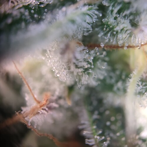 Growreport Bild 10