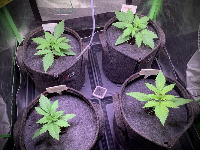 Growreport Bild 1