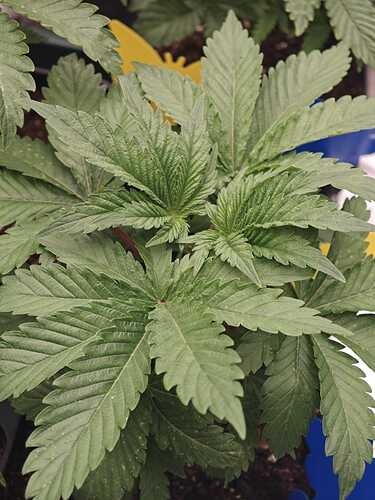 Growreport Bild 32