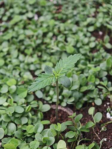 Growreport Bild 2