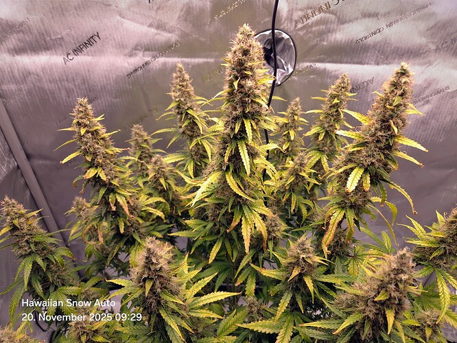 Growreport Bild 1