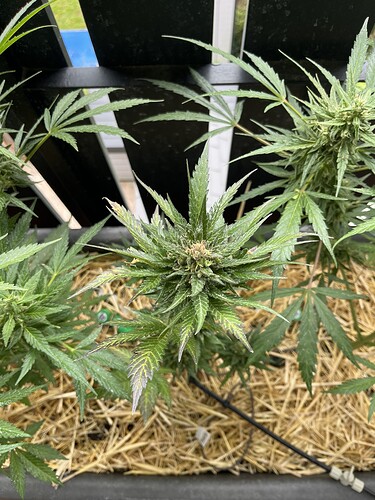 Growreport Bild 2