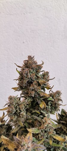 Growreport Bild 37