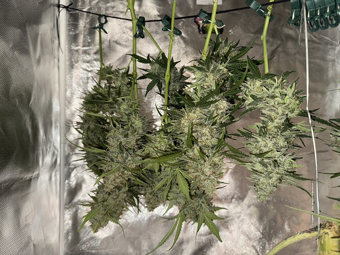 Growreport Bild 17